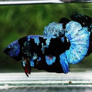 Blue Avatar Star Pk