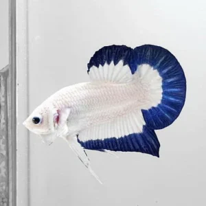betta tranquila