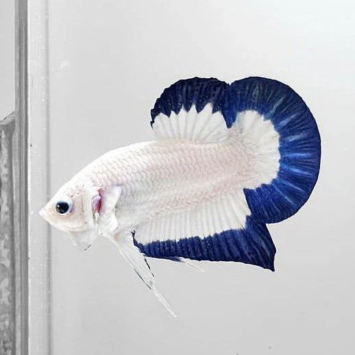 betta tranquila